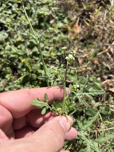 Parthenium hysterophorus observed 2026-10-27