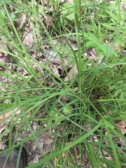 Carex squarrosa