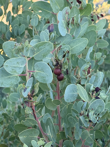 Arctostaphylos glauca observed 2026-10-27