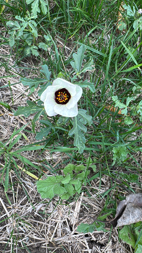 Hibiscus observed 2026-10-27