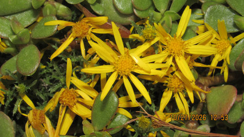 Haplopappus, 2026-10-27