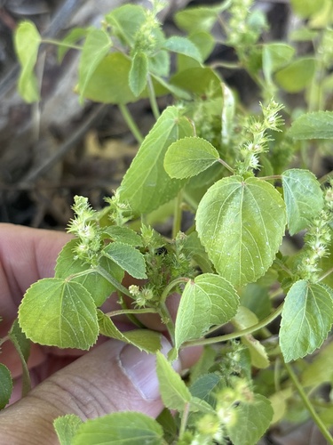 Acalypha observed 2026-10-27