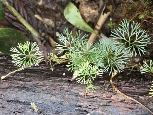 Elaphoglossum observed 2026-10-18
