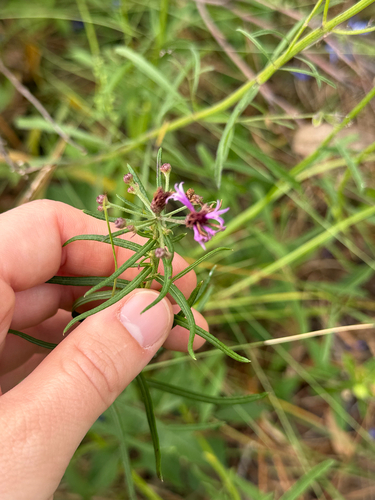 Vernonia observed 2026-10-27