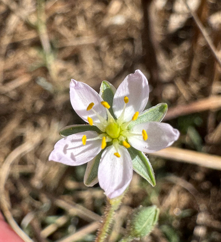 Cerastium observed 2026-10-27