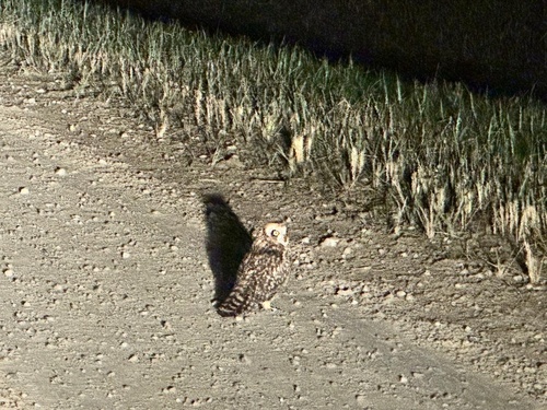 Asio flammeus observed 2026-10-27
