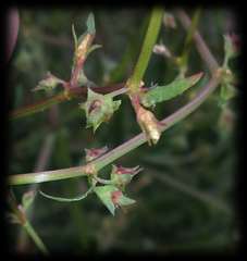 Rumex dumosus