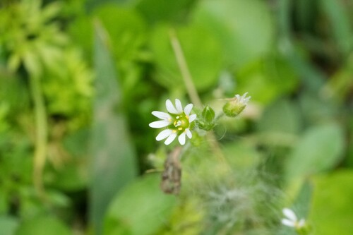 Stellaria observed 2026-10-27