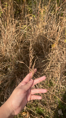 Digitaria observed 2026-10-27