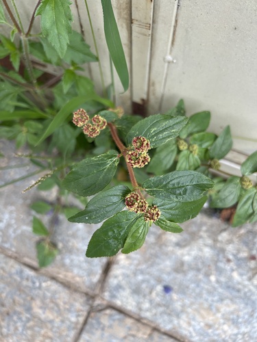 Euphorbia hirta observed 2026-10-27