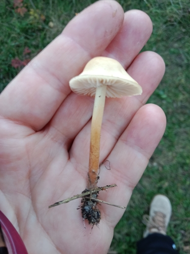 Marasmius observed 2026-10-27