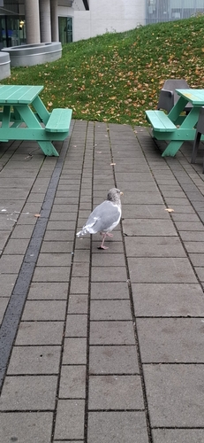 Larus glaucescens observed 2026-10-27