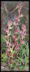 Haloragis heterophylla