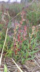 Haloragis heterophylla