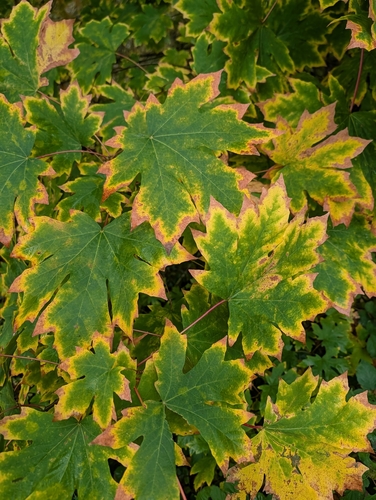 Acer observed 2026-10-27