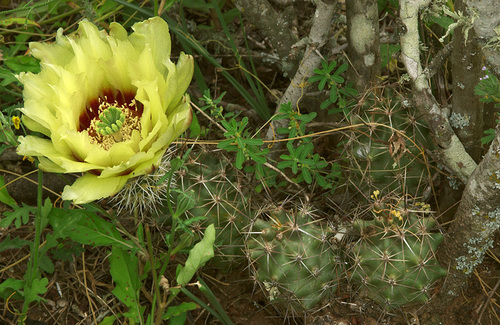 Echinocereus papillosus