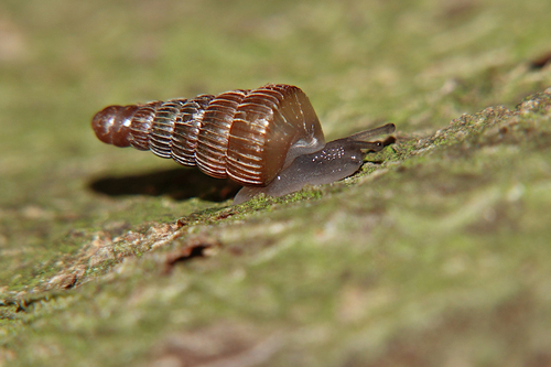 Clausilia observed 2026-10-27