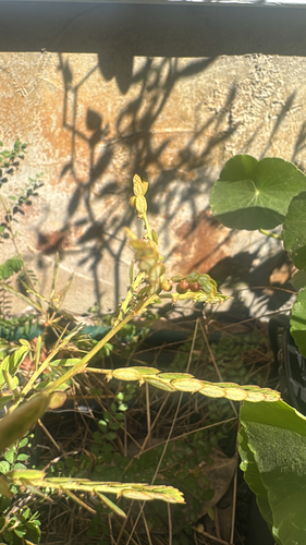Phyllanthus urinaria observed 2026-10-27