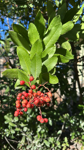 Photinia observed 2026-10-27