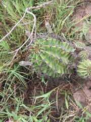 Echinopsis oxygona