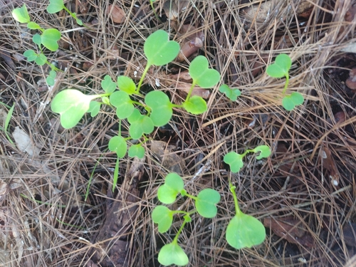 Claytonia perfoliata observed 2026-10-27