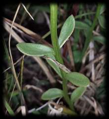 Stackhousia subterranea