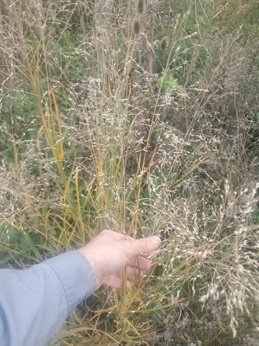 Panicum observed 2026-10-27