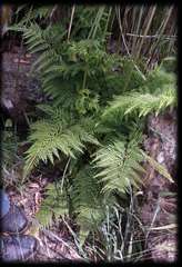 Calochlaena dubia
