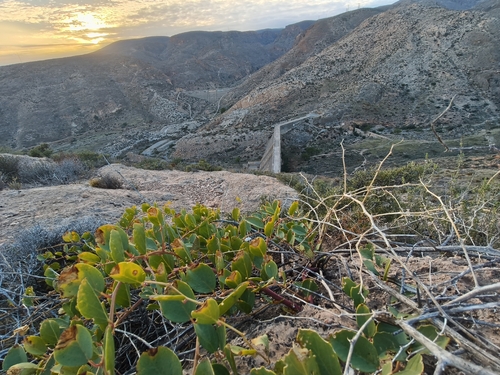 Capparis spinosa observed 2026-10-27