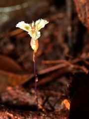 Hexapterella gentianoides