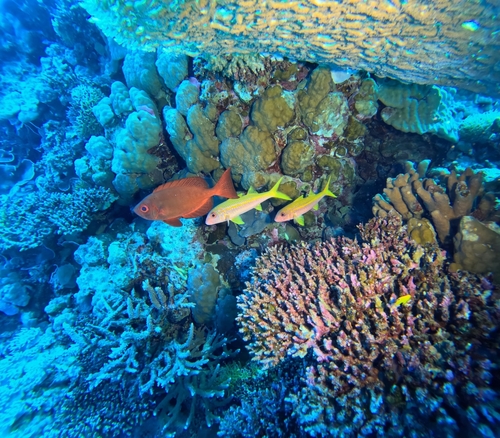 Mulloidichthys vanicolensis observed 2026-10-27