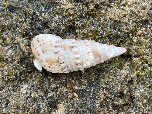 Rhinoclavis sinensis observed 2026-10-26