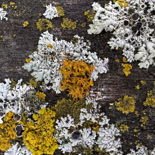 Lobaria observed 2026-10-27
