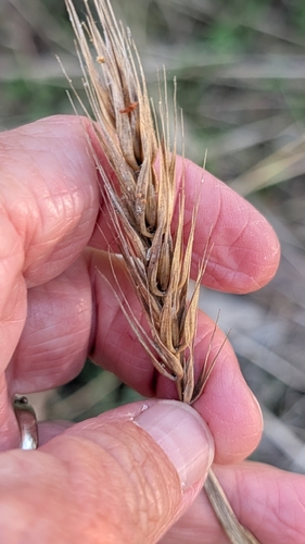Elymus virginicus, 2026-10-22