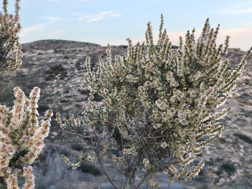Salsola observed 2026-10-27