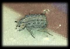 Omorgus australasiae