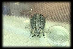 Omorgus australasiae