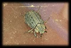 Omorgus australasiae