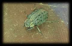 Omorgus australasiae