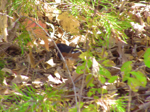 Pipilo erythrophthalmus observed 2026-10-27