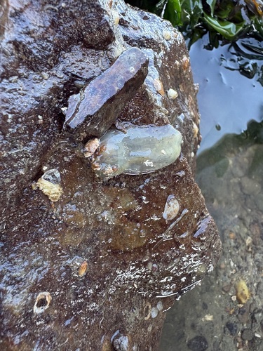 Ciona intestinalis observed 2026-10-07