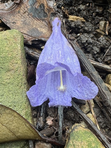 Jacaranda mimosifolia observed 2026-10-25