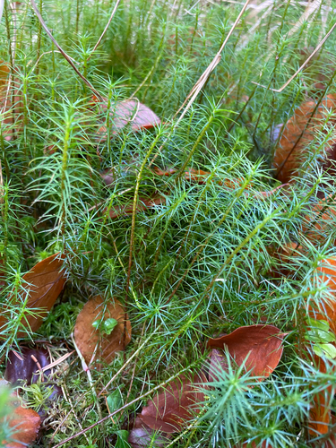 Polytrichum commune observed 2026-10-27