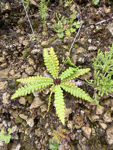 Blechnum observed 2026-10-27