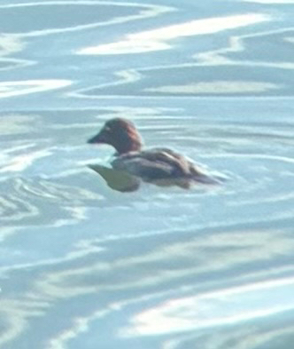 Bucephala clangula, 2026-10-27
