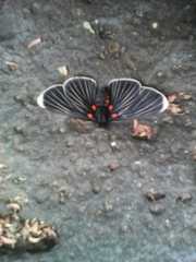 Melanis acroleuca acroleuca