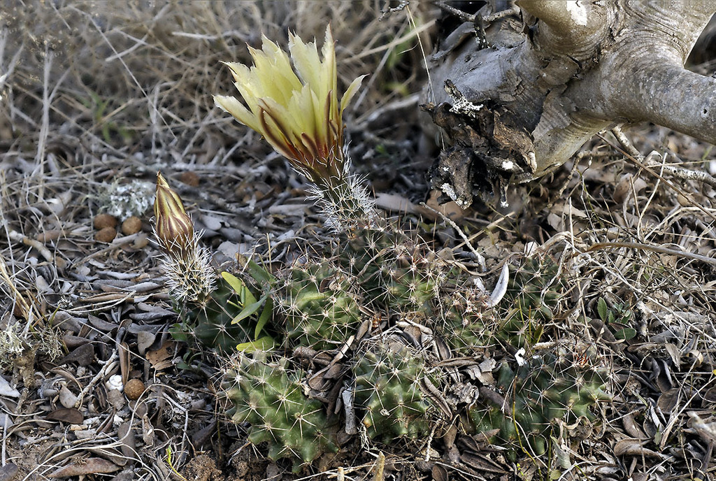 Echinocereus papillosus, Texas, US