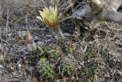 Echinocereus papillosus