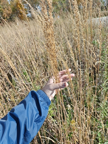 Digitaria observed 2026-10-27