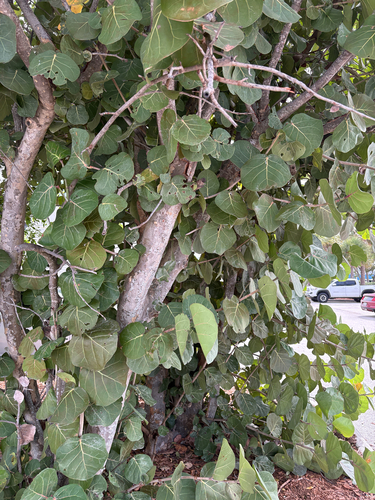 Coccoloba uvifera observed 2026-10-27